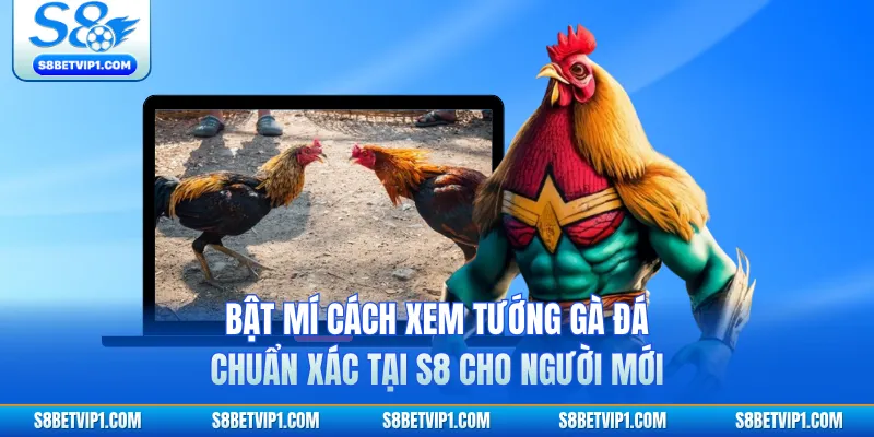 Bật Mí Cách Xem Tướng Gà Đá Chuẩn Xác Tại S8 Cho Người Mới 1 Bật Mí Cách Xem Tướng Gà Đá Chuẩn Xác Tại S8 Cho Người Mới